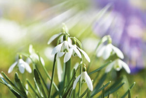 MLD Support Association UK snowdrop