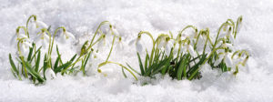 MLD Support Association UK, Snowdrop a symbol of hope