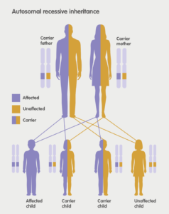 Autosomal recessive inheritance Metachromatic Leukodystrophy (MLD)