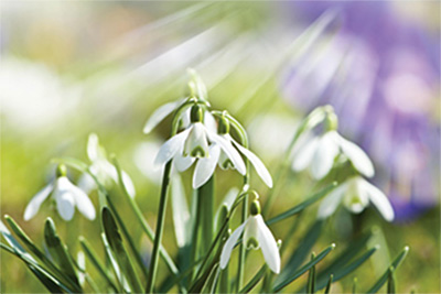 MLD Support Association UK Snowdrop Symbol of Hope