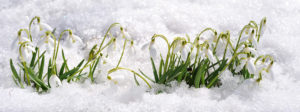 Snowdrops MLD Support Association UK