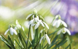 MLD Support Association UK Snowdrop symbol of hope